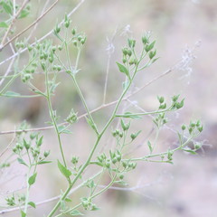 Brickellia floribunda