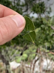 Robsonodendron eucleiforme