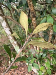 Eugenia erythrophylla