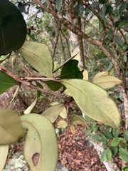 Eugenia erythrophylla