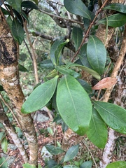 Eugenia erythrophylla