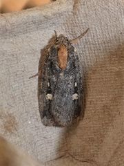 Abagrotis mirabilis