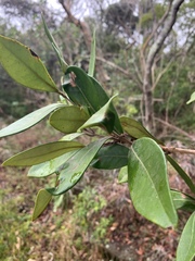 Eugenia erythrophylla