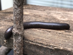Narceus americanus