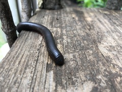 Narceus americanus