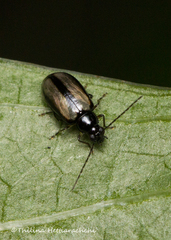 Luperodes alboplagiatus