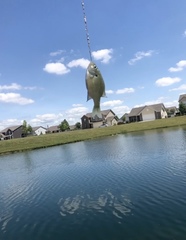 Lepomis macrochirus macrochirus