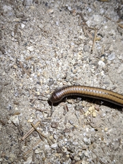 Californiulus yosemitensis