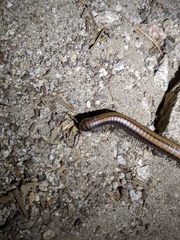 Californiulus yosemitensis