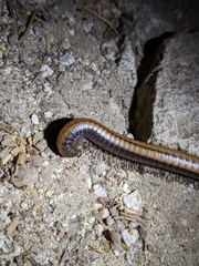 Californiulus yosemitensis