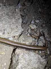 Californiulus yosemitensis