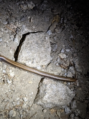 Californiulus yosemitensis