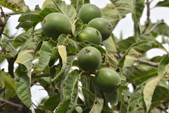 Tocoyena formosa