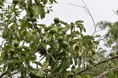 Tocoyena formosa