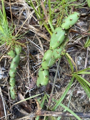 Opuntia drummondii