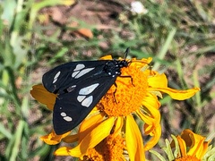 Gnophaela discreta