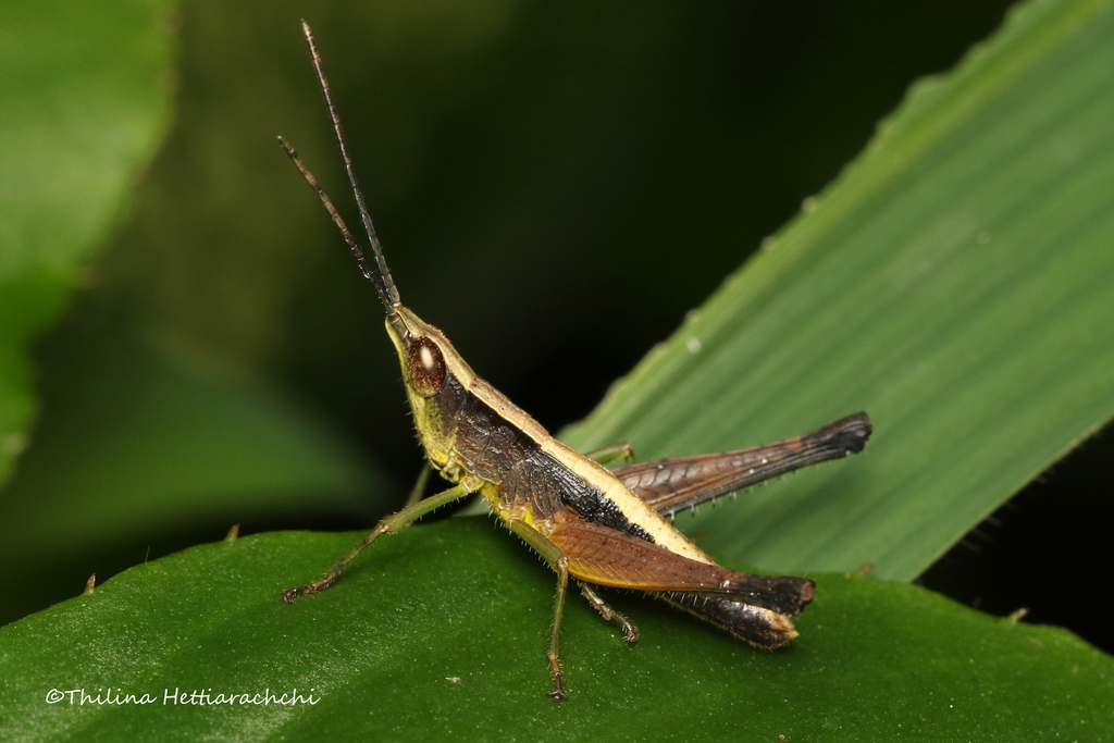 Silent Slant-faced Grasshoppers
