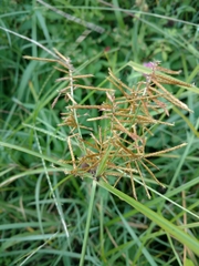 Cyperus esculentus leptostachyus