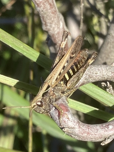 Woodland Grasshopper, Scheerseveldweg, Coevorden, Drenthe, NL, photo 10 of 10