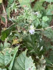 Geranium sibiricum