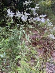 Eupatorium maritimum