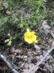 Aureolaria pectinata