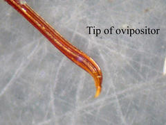 Lissonota cruentator