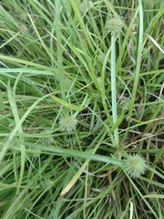 Cyperus brevifolioides