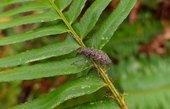 Plectrura spinicauda