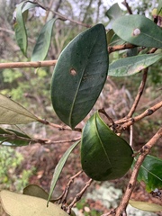 Eugenia erythrophylla