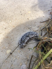 Holothuria princeps