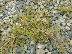 Cyperus compressus