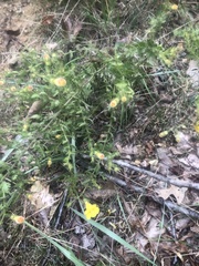 Aureolaria pectinata