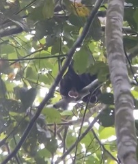 Ateles fusciceps fusciceps