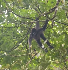 Ateles fusciceps fusciceps