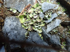 Solorina saccata