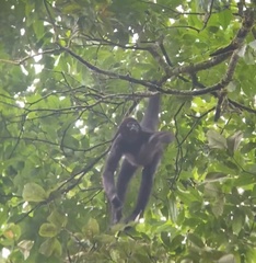 Ateles fusciceps fusciceps