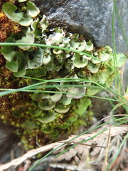Solorina saccata