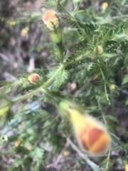 Aureolaria pectinata