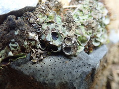 Solorina saccata