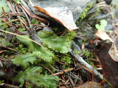 Marchantia polymorpha montivagans