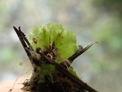Marchantia polymorpha montivagans