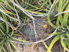 Astrophytum capricorne