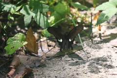 Charaxes marmax