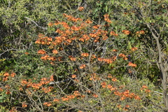 Erythrina velutina