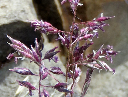 Enneapogon scaber