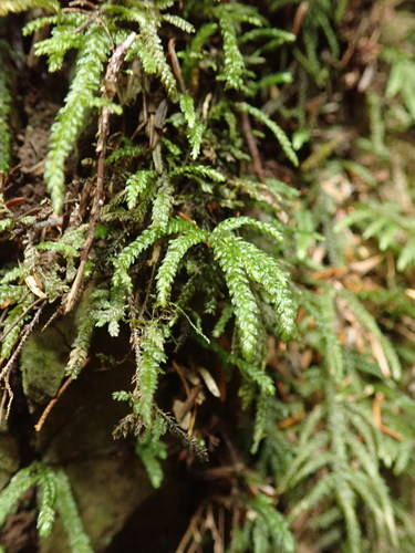 Image of Thamnobryum neckeroides by no rights reserved