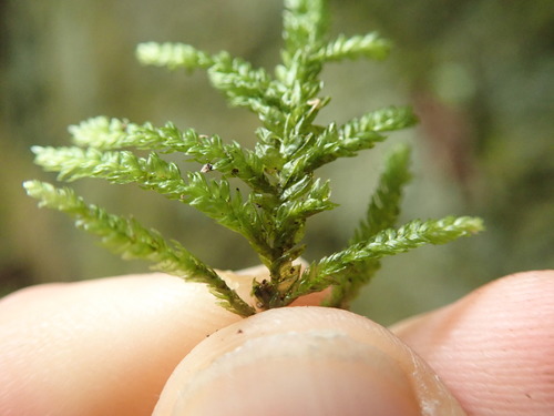 Image of Thamnobryum neckeroides by no rights reserved