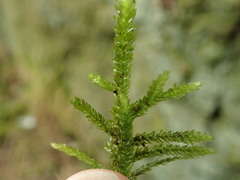 Thamnobryum neckeroides