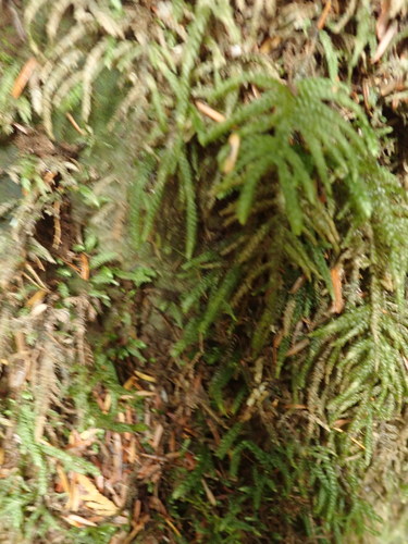 Image of Thamnobryum neckeroides by no rights reserved